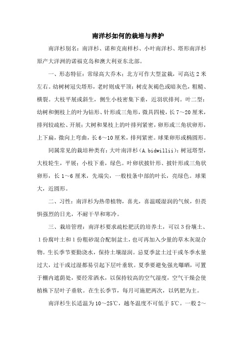 南洋杉如何的栽培与养护