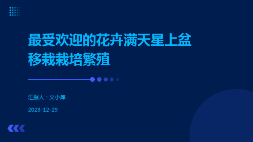 最受欢迎的花卉满天星上盆移栽栽培繁殖