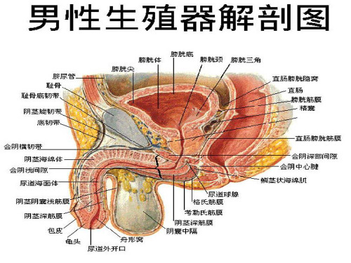 男性健康知识讲座PPT课件