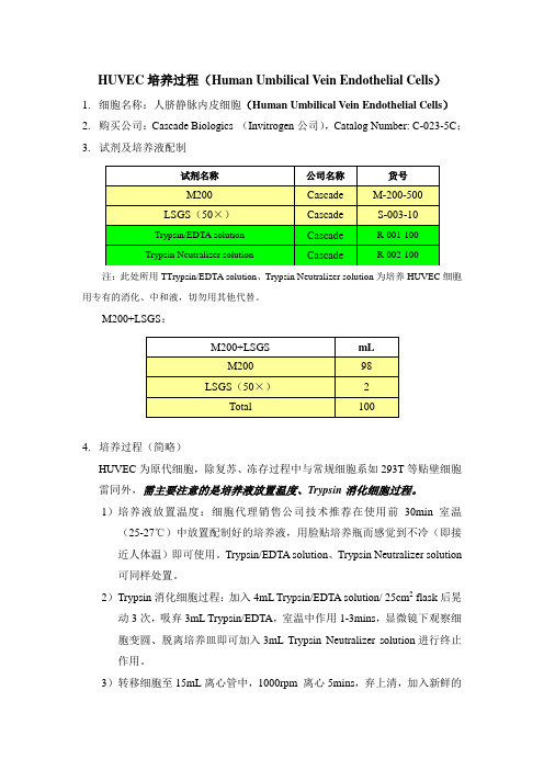 HUVEC培养过程