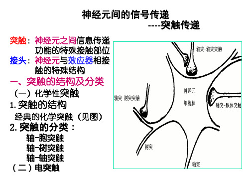 突触传递