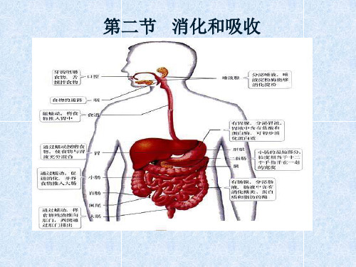 初中七年级下册生物《消化和吸收》课件