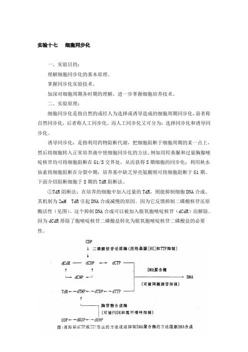 细胞同步化实验原理及步骤