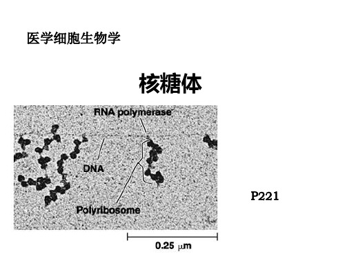 医学细胞生物学   核糖体