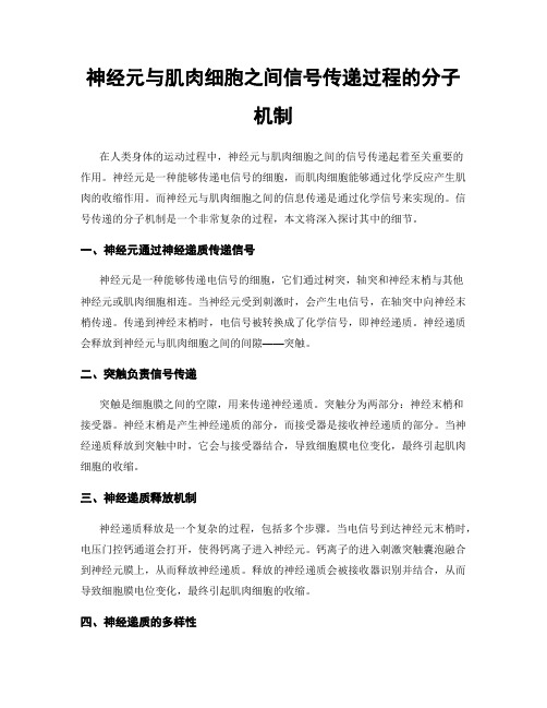 神经元与肌肉细胞之间信号传递过程的分子机制