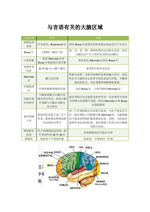 与言语有关的大脑区域