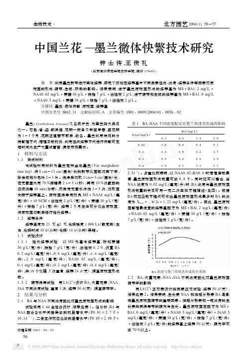 中国兰花_墨兰微体快繁技术研究