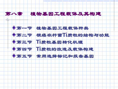 植物基因工程载体及其构建ppt课件