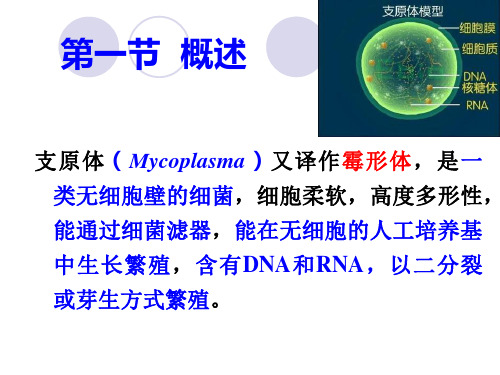 兽医微生物学课件-  支原体