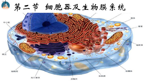 人教版高一生物必修一第三章第2节细胞器课件(共18页)