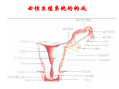 组织学 女性生殖系统