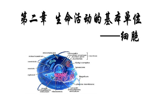 细胞核的结构和功能