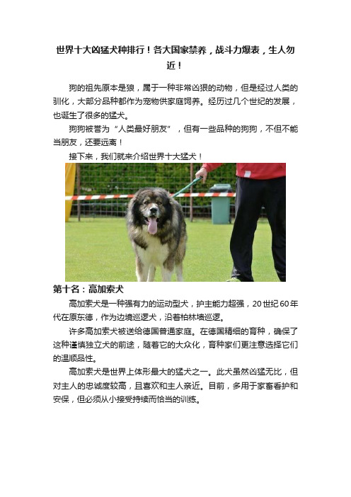 世界十大凶猛犬种排行！各大国家禁养，战斗力爆表，生人勿近！