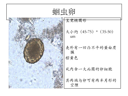 寄生虫学虫卵总结及图片 