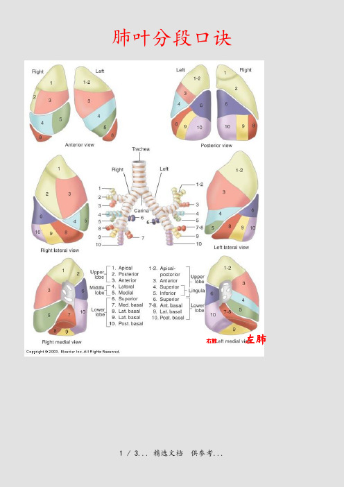 肺叶分段口诀(干货)