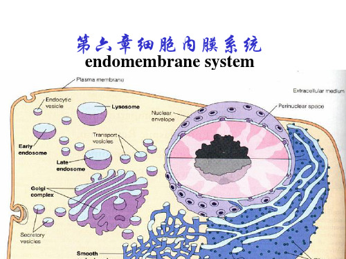 细胞内膜系统