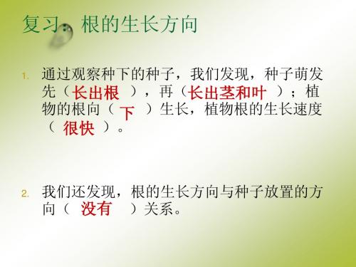 1.4种子变成了幼苗课堂