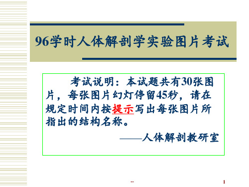 系统解剖学学时实验考有答案PPT课件