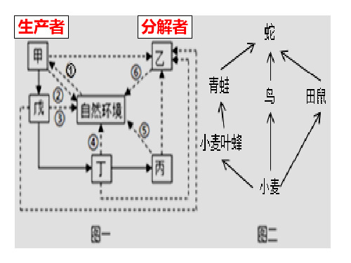 中考生物专题复习 植物三大作用