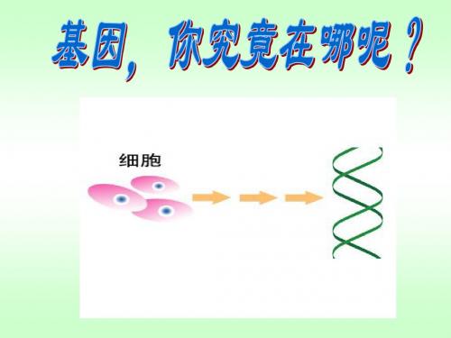 《遗传的染色体学说》