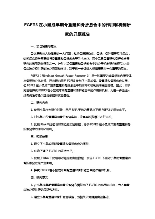 FGFR3在小鼠成年期骨重建和骨折愈合中的作用和机制研究的开题报告