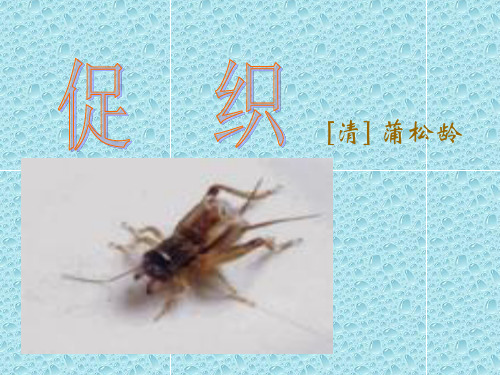 《促织》课件4