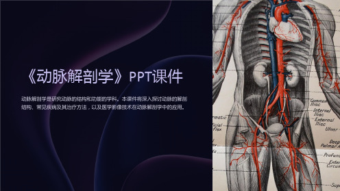 《动脉解剖学》课件