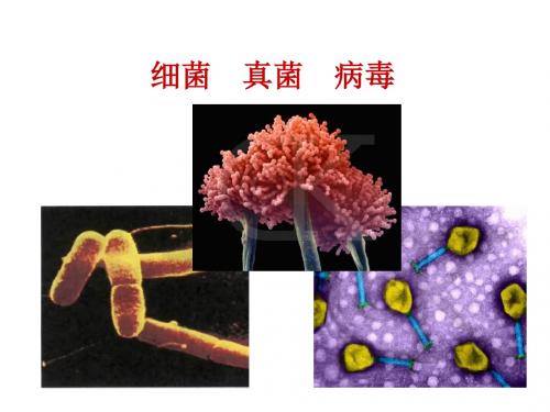 【初中生物】细菌、真菌、病毒PPT课件