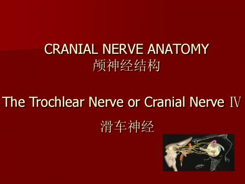 04---滑车神经Trochlear Nerve