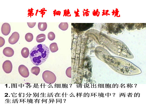 1.1细胞生活的环境课件人教版高中生物必修3