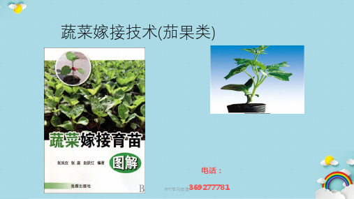 茄果类蔬菜嫁接育苗技术课件