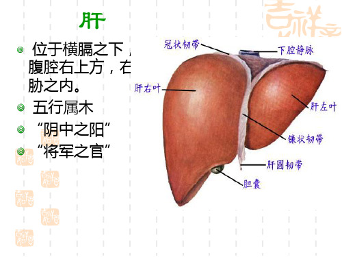 中医基础理论6藏象-肝