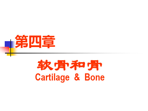 第4章:软骨与骨