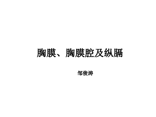 胸膜、胸膜腔及纵膈(内脏学-消化呼吸系统)