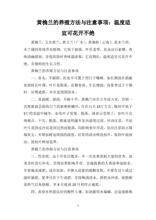 黄桷兰的养殖方法与注意事项：温度适宜可花开不绝