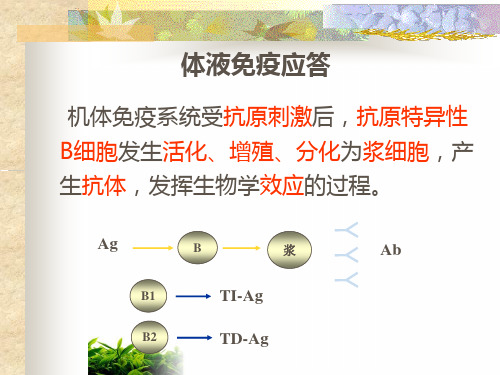 温州医学院医学免疫学体液免疫应答临本钟实用PPT