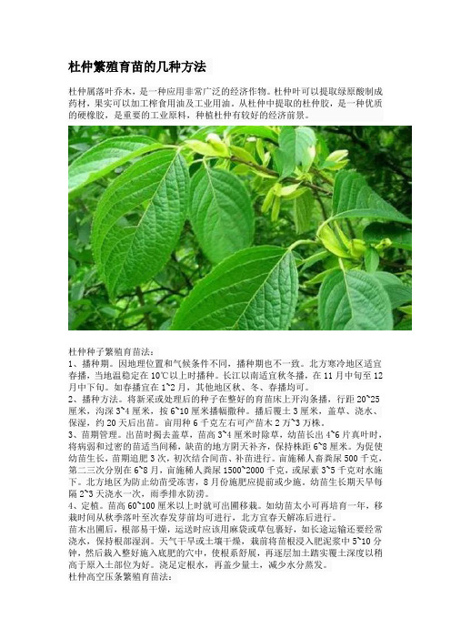 杜仲繁殖育苗的几种方法