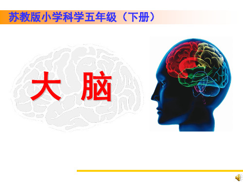 小学科学课 大脑 竞赛课课件