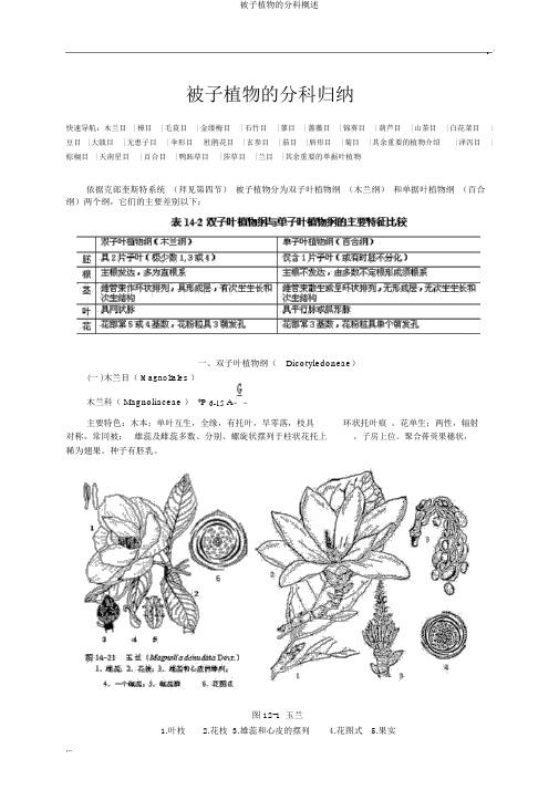 被子植物的分科概述