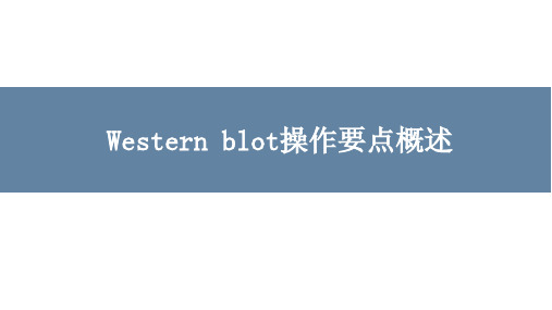 Western blot操作要点概述