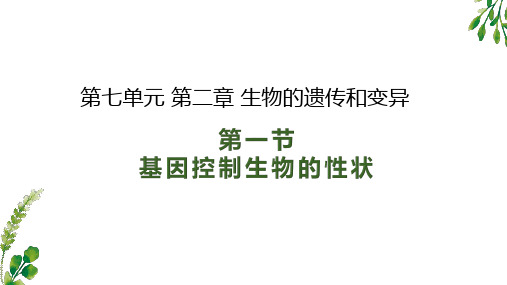 人教版八年级生物下册《基因控制生物的性状》  课件