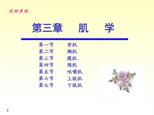 第三章 肌学