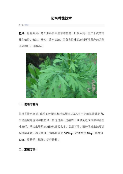 防风种植技术