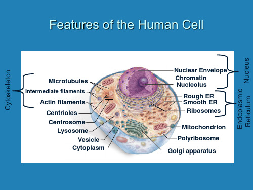 细胞结构英文版共28页