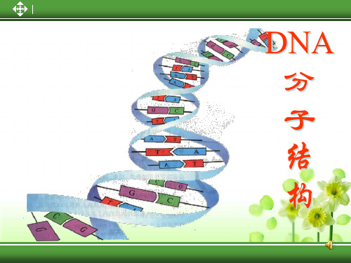 DNA分子结构   说课课件