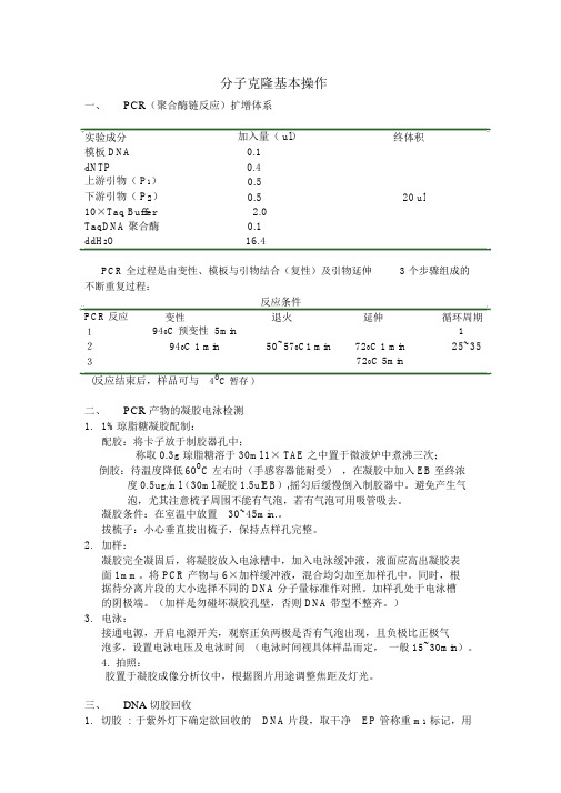 分子克隆基本操作