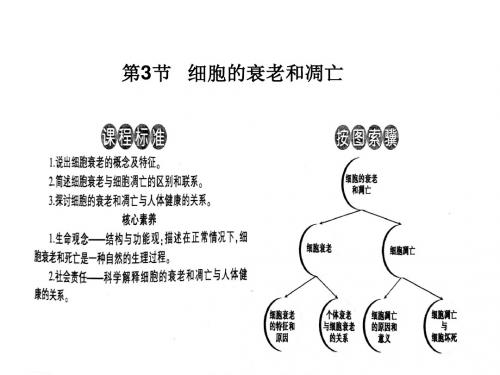 公开课《必修1》第6章第3节：细胞衰老、凋亡(精品课件)