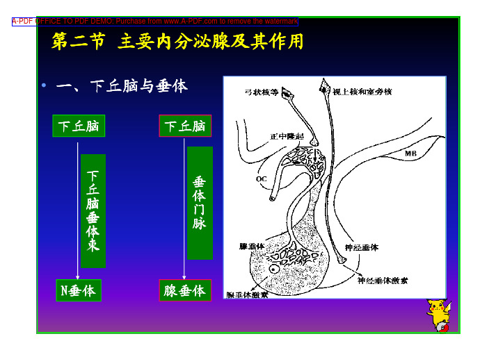 运动生理学（湖北体育学院）第二节主要内分泌腺及其作用