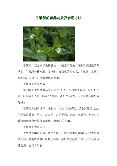 牛繁缕的营养功效及食用方法