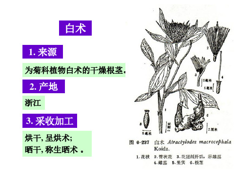 30.白术